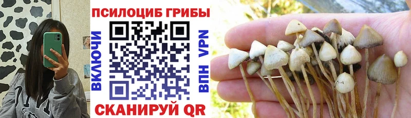 Псилоцибиновые грибы Psilocybe  Купить  Заволжск 